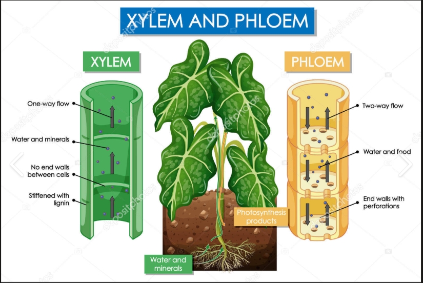 <p>Xylem sap is moved through the body through _______. </p>