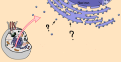 <p>where proteins are made in the cell</p>