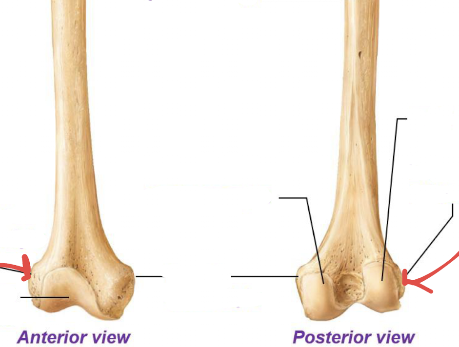 <p>what is this part of the femur?</p>
