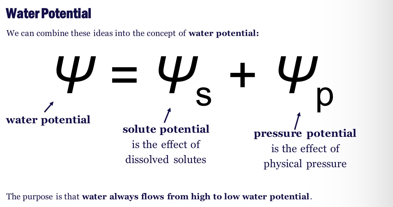 <ul><li><p>the physical property that predicts the direction in which water will flow </p></li><li><p>Measured in MPa (megaPascals)</p></li><li><p>Water potential = solute potential (osmotic potential) + pressure potential </p></li><li><p>In osmosis: water moves from high water potential to low water potential </p></li></ul><p></p>