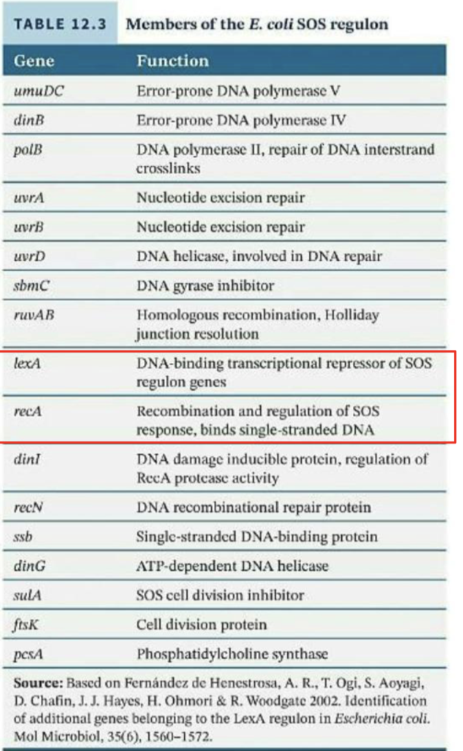 <p><strong>Experimental evidence for the existence of regulons – SOS response</strong></p><ul><li><p>Once basic genes were identified, regulatory systems for the genes were studied.</p></li><li><p>Scientists damaged DNA and screened for blue (constitutively expressed) or white (unable to be expressed) genetic mutants from the previous strains.</p><ul><li><p>Blue → DNA damage repair genes</p></li></ul></li><li><p>Using this process, numerous important genes and regulators were identified.</p></li><li><p>Two of the most important to the process were <strong><em>recA</em></strong> and <strong><em>lexA</em></strong></p></li></ul><p></p>