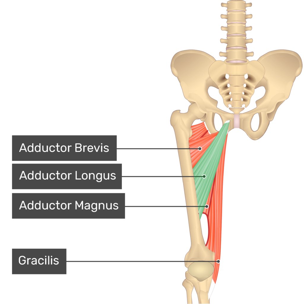 <p>Proximal Attachment (O): Body of pubis inferior to pubic crest</p><p>Distal Attachment (I): Middle third of linea aspera of femur</p><p>Nerve: Obturator nerve and branch of anterior division (L2, L3, L4)</p><p>Action: Adducts hip joint</p>