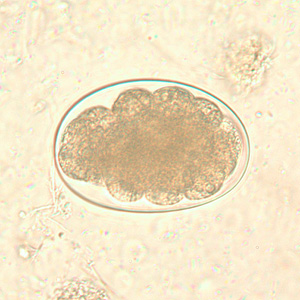 <p>8-cell morulae</p>