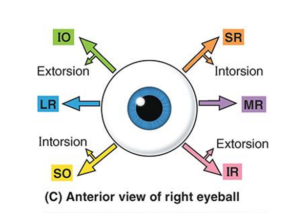 <ul><li><p>Intorsion: Internal rotation</p></li><li><p>Extorsion: external rotation</p></li></ul><p></p><p></p>