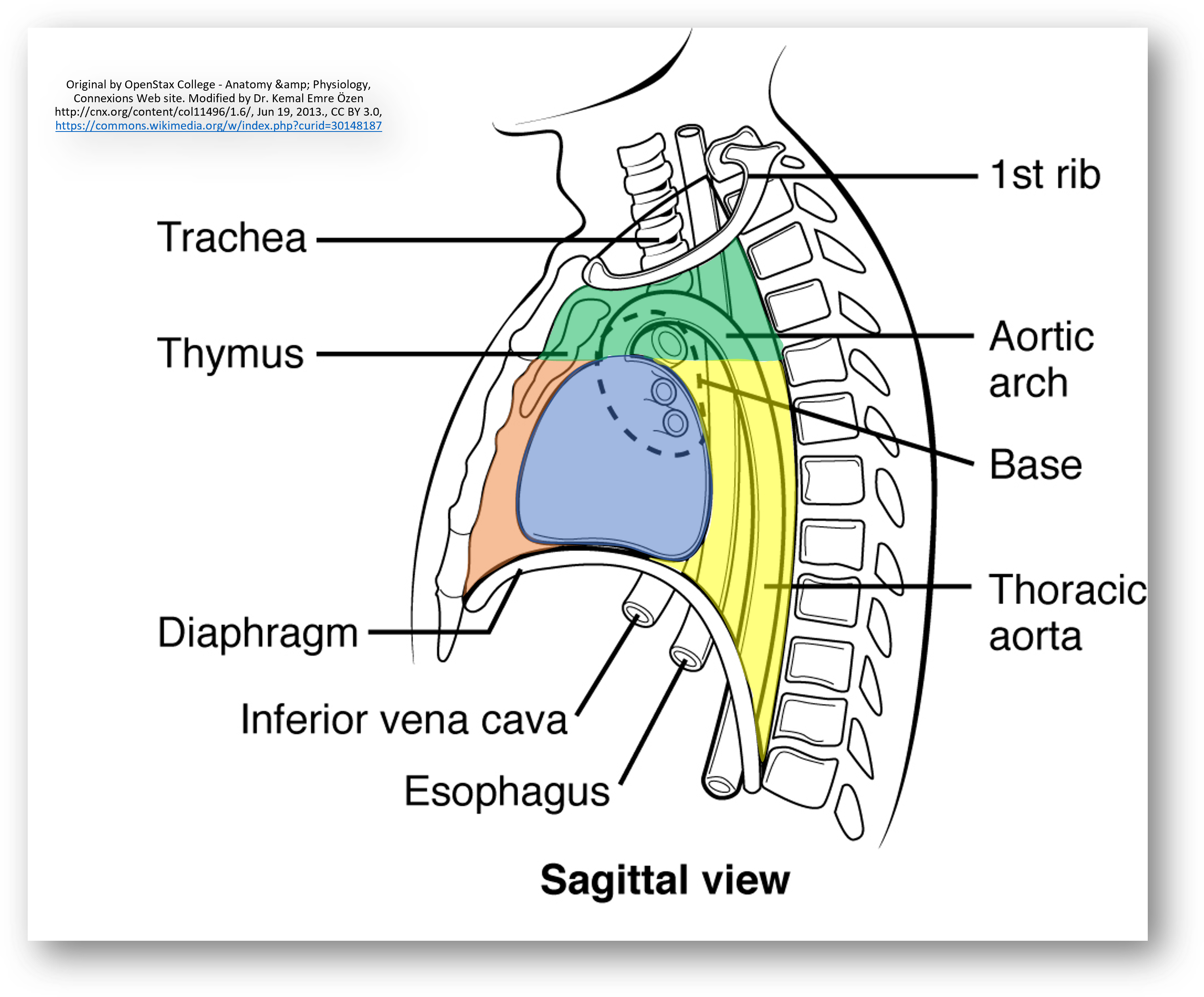 <p><span style="background-color: transparent; font-family: "Times New Roman", serif;"><strong>Inferior Mediastinum Subdivisions:</strong></span></p><ul><li><p><span style="background-color: transparent; font-family: "Times New Roman", serif;"><strong>Anterior:</strong> Fat and thymus remnants.</span></p></li><li><p><span style="background-color: transparent; font-family: "Times New Roman", serif;"><strong>Middle:</strong> Contains the <strong>Heart</strong> and pericardium.</span></p></li><li><p><span style="background-color: transparent; font-family: "Times New Roman", serif;"><strong>Posterior:</strong> Contains the esophagus, thoracic aorta, and azygous system.</span></p></li></ul><p></p>