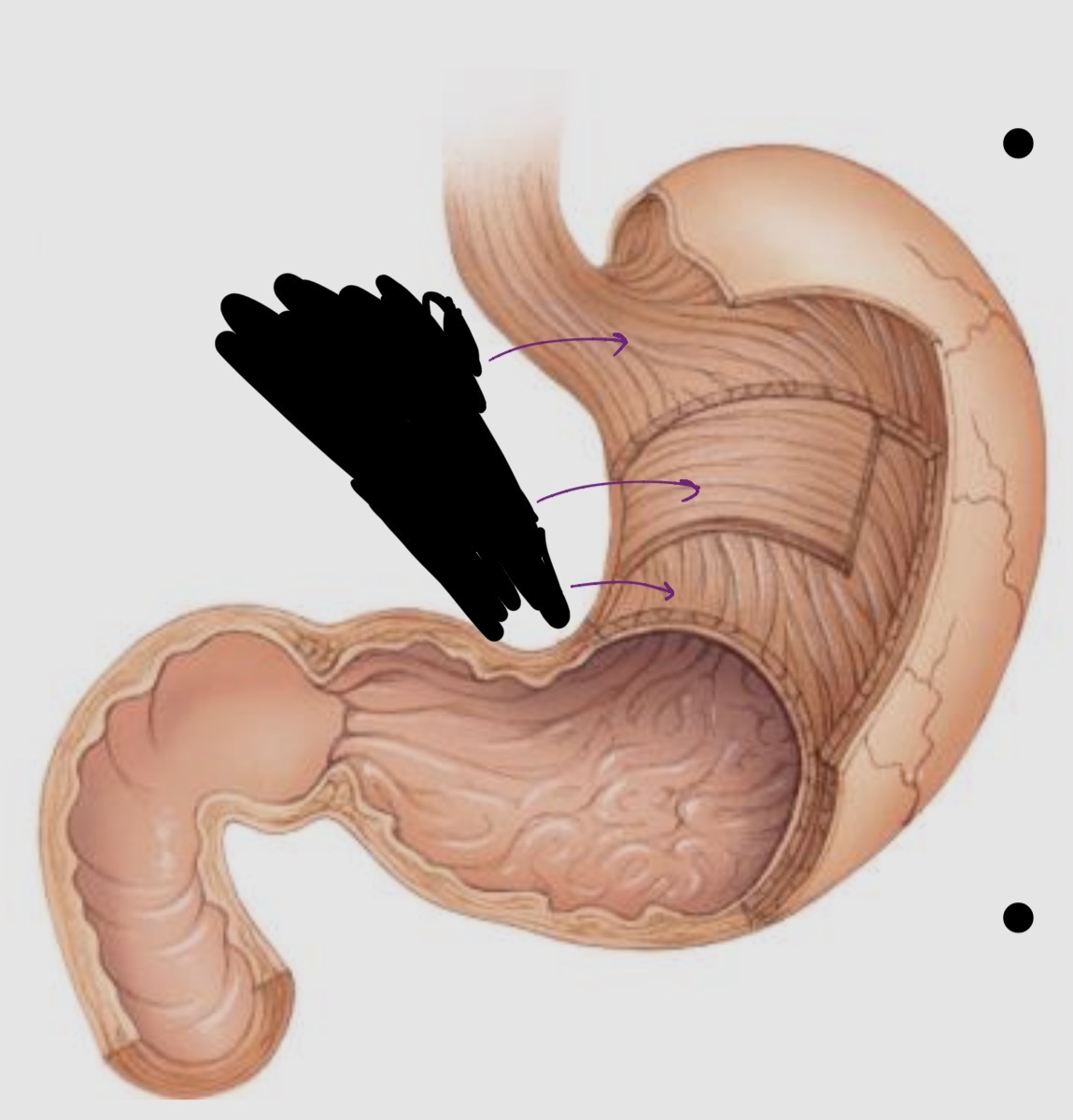 <p>Label the muscularis and its function</p>