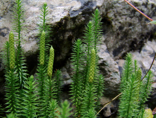 <p>Geef de familie.</p>