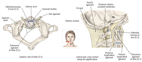 <p>atlanto axial joint </p>