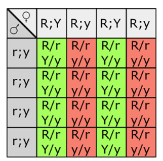 <p><strong>If heterozygous (AaBb)</strong></p><ul><li><p>Independent assortment produces 4 gamete types in equal proportions: AB, Ab, aB, ab</p></li><li><p>Offspring ratio: 1:1:1:1 across four phenotype combinations</p></li><li><p>Shows a mix of dominant and recessive traits in the offspring</p></li></ul><p></p>