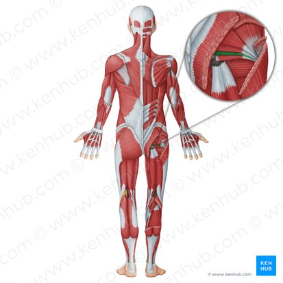 <p>obturator internus</p>