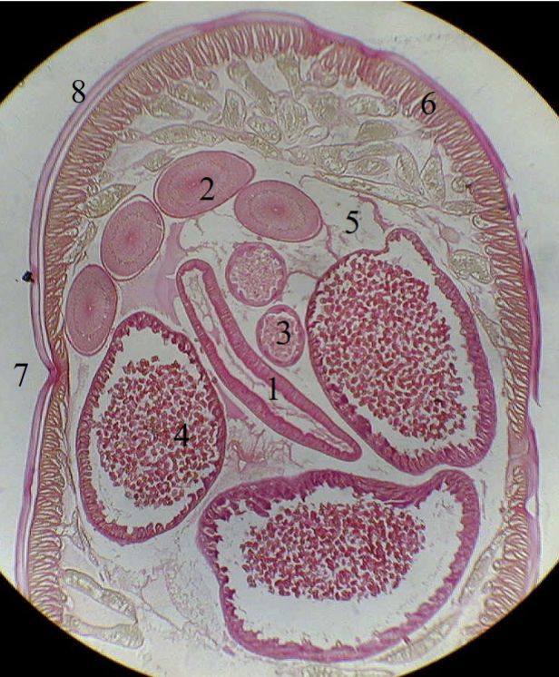 <p>3</p>