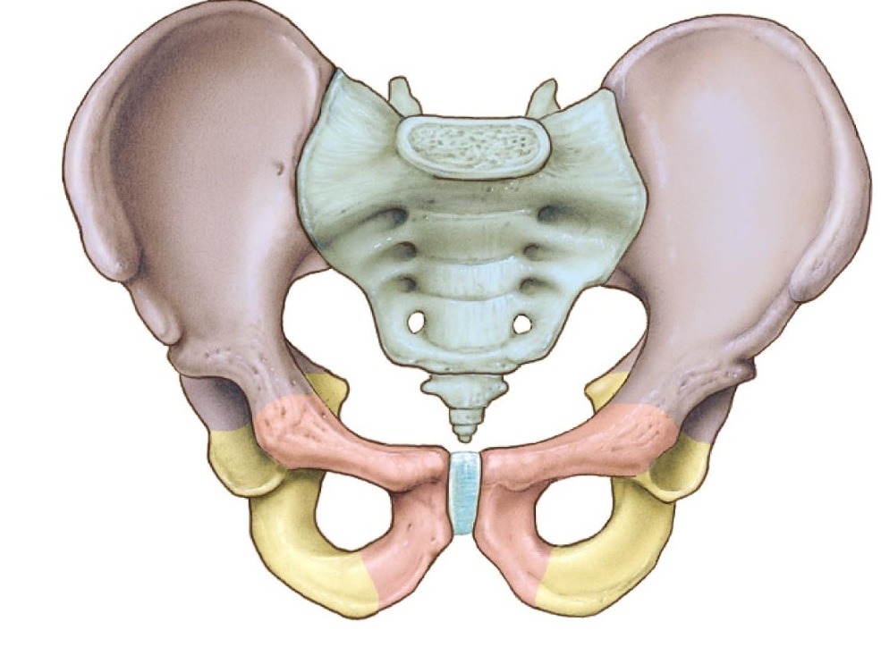 <p>Pubis </p>