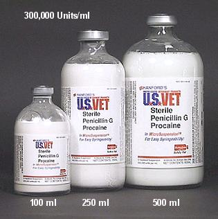 <p><strong>ANS: D</strong></p><p><strong>(D) administer:</strong> it is SUPPOSED to look milky</p><p></p><p>WRONG:</p><p><strong>(A) call pharmacist about the milky color:</strong> there is nothing wrong with the penicilin</p><p></p><p></p>