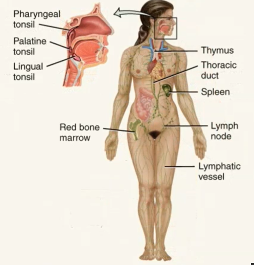 <p>lymphatic fluid and vessels, spleen, thymus, lymph nodes, tonsils, and cells that carry out immune responses such as B cells, T cells, and others  </p><ul><li><p>often colored light green in anatomy models and pictures</p></li></ul><p></p>