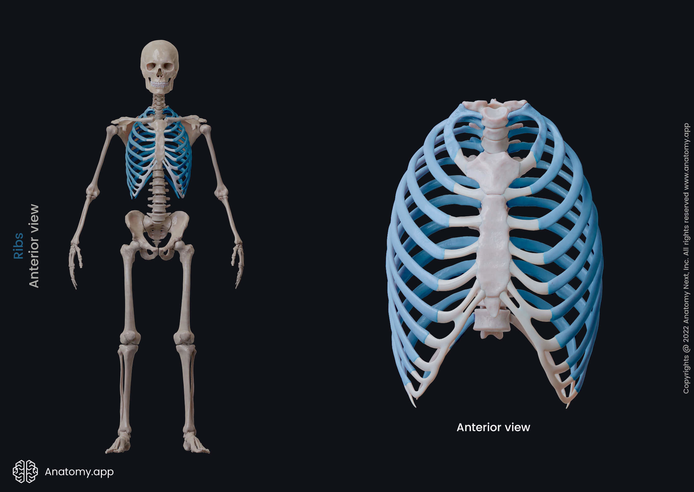 <p>The curved bones that form the chest cage. ๐ VISUAL LOCATION: ๐ฉป Wrapping around the sides of the chest area.</p><img src="https://upload.wikimedia.org/wikipedia/commons/thumb/5/5c/Ribs.png/500px-Ribs.png" data-width="50%" data-align="center" alt="Ribs Location" style="display: block; width: 50%; margin-left: auto; margin-right: auto;"><p></p>