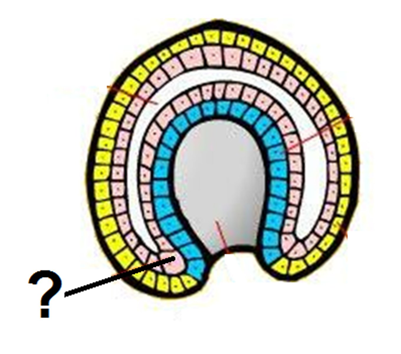 <p>Germ layer forming muscle, bone, blood, kidneys, and connective tissues.</p>