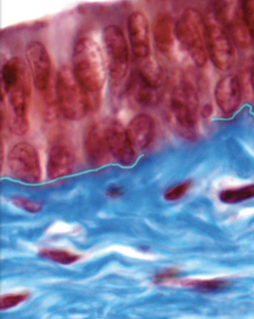 <p>Basement membrane of stratified columnar epithelijm </p>