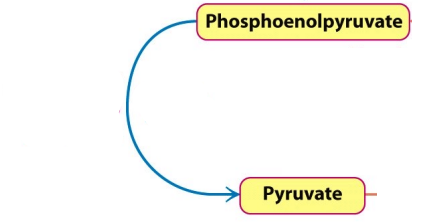 <p>Describe the method of regulation</p>