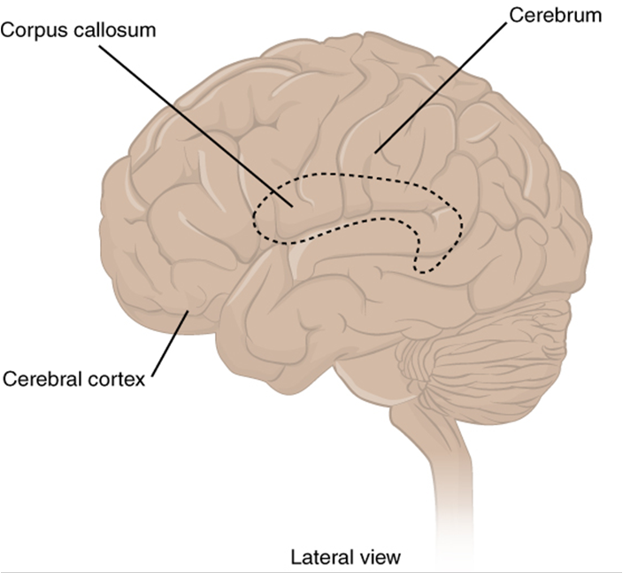 Conscious thought, sensation, memory, and voluntary movement.