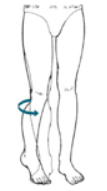 <p>transverse plane movement</p>