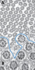 <p>What is A?</p>