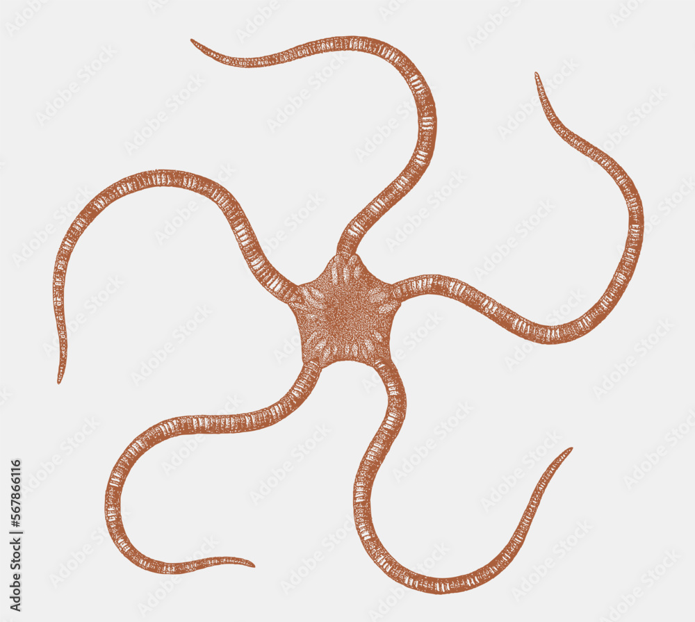 <p>What is the center of this brittle star called?</p>