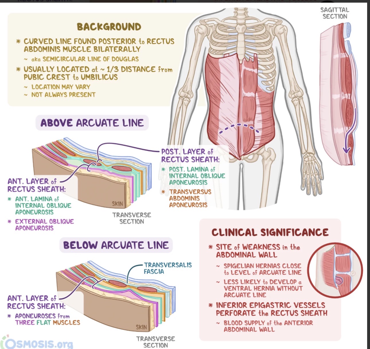 <p>*The <strong>rectus sheath</strong> covers the rectus abdominis anteriorly and posteriorly. The sheath is made from the aponeurotic fibers of the obliques and transversus abdominis muscles.</p><p></p><p>Rectus Sheath Regions</p><p><strong>1. Anterior rectus sheath layers (above arcuate line)</strong></p><p>Aponeurosis layers: Fused aponeurosis of external and internal oblique muscles</p><p></p><p><strong>2. Posterior rectus sheath layers (above arcuate line)</strong></p><p>Aponeurosis layers: Fused aponeurosis of internal oblique and transversus abdominis muscles</p><p></p><p><strong>3. Anterior rectus sheath layers (below arcuate line)</strong></p><p>Aponeurosis layers: Fused aponeurosis of external oblique, internal oblique and transversus abdominis muscles</p><p></p><p><strong>4. Posterior rectus sheath layers (below arcuate line)</strong></p><p>Aponeurosis layers: Transversalis fascia only (no aponeurotic layers)</p><p></p><p>*The arcuate line is the name given to the horizontal line across the anterior abdomen that marks the end of the posterior portion of the rectus sheath</p>
