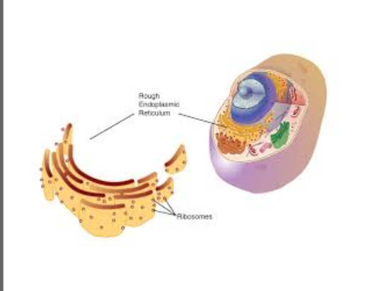 <p><span style="background-color: transparent;">A network of interconnected membranes studded with ribosomes, involved in protein synthesis and transport.</span></p>