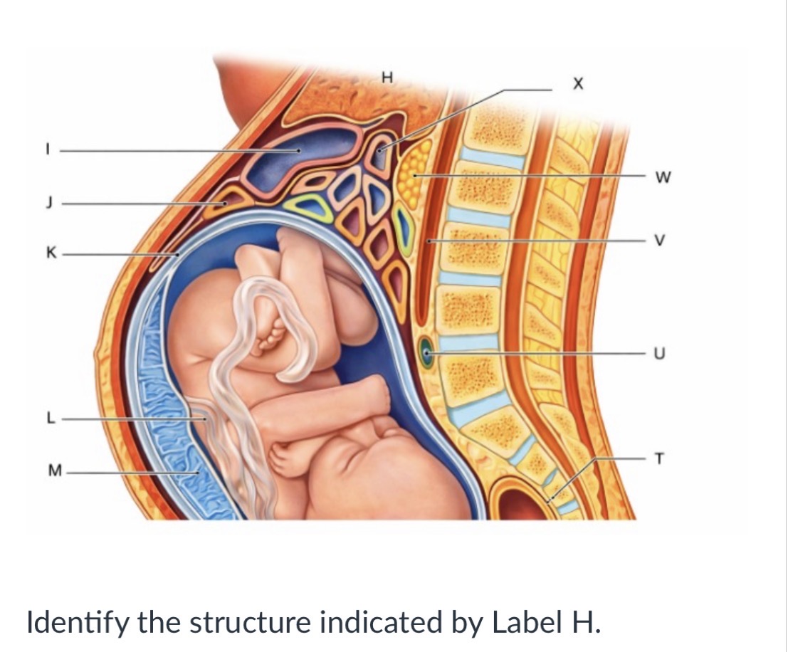 <p>Pancreas</p><p></p><p>Stomach</p><p>&nbsp;</p><p>Heart</p><p>&nbsp;</p><p>Liver</p>