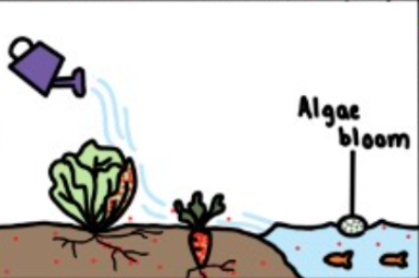 <p>Explain the soil in this diagram </p>