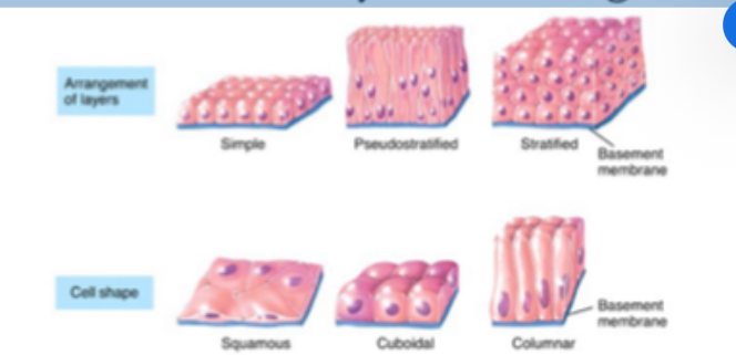 <p><span>Epithelial tissues</span></p>