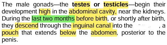 <p><strong><u>The Testes </u></strong></p>