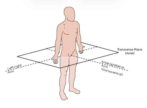 <p>Divides the body into upper (superior) and lower (inferior) sections </p><ul><li><p>Also called a cross sections or horizontal plane</p></li></ul><p></p>