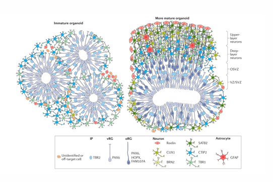 <p>valide modelsysteem ? </p><p>zelfde neuronen komen voor met zelfde migratie (veel)</p>