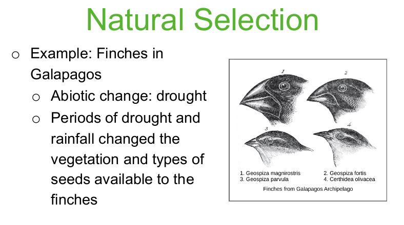 <p><em>flip to see the effect</em></p>