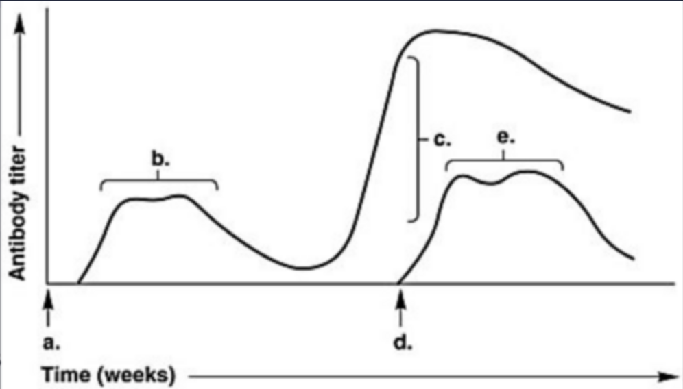 <p>In Figure 17.1, which letter on the graph indicates the highest antibody titer during the patient's response to a second and distinct/different antigen?</p><ul><li><p> c</p></li><li><p>a</p></li><li><p>d</p></li><li><p>b</p></li><li><p>e</p></li></ul><p></p>