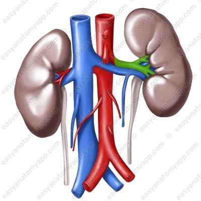 <p>under kidney </p>