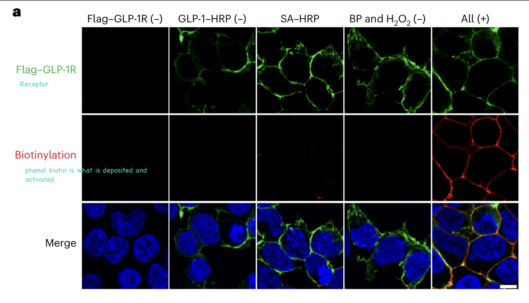 <ul><li><p>membrane localized staining tells us that GLP-1 is successfully binding to GLP-1R and the conjugated enzyme is correctly localized at the membrane</p></li><li><p>therefore the GLP-1 construct is functional</p></li><li><p>proper localization is essential b/c proximity labelling tags <em>everything</em> nearby</p><ul><li><p>if localization is wrong, you label the wrong proteins and get meaningless data</p></li><li><p>correct localization ensures the labeling reflects true biological neighbors</p></li></ul></li></ul><p></p>