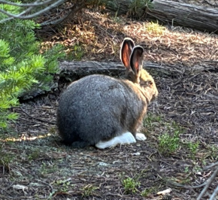 <p>Snowshoe hare</p>