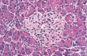 <p>What cell is shown </p>