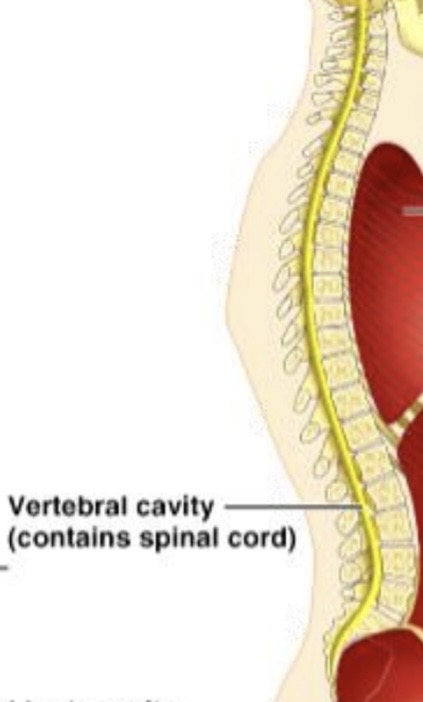 <p><span>holds the <strong>spinal cord</strong></span></p><p><span><strong>Inside the dorsal body cavity</strong></span></p><p></p>