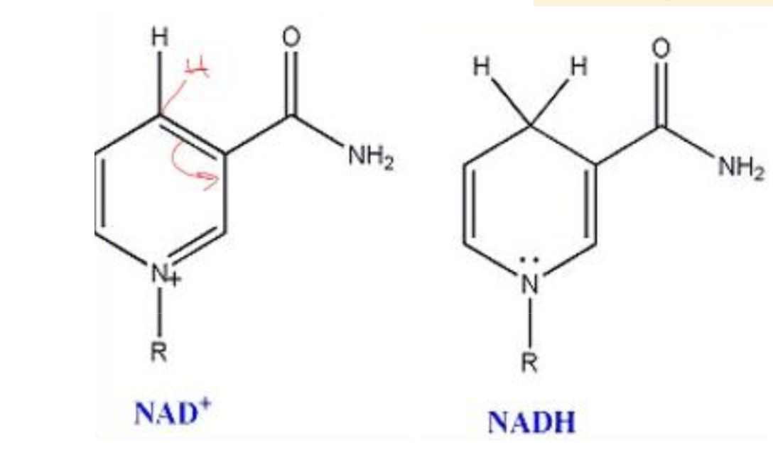 <p>sekundära energibärare som bär på energi från tex glukos</p>