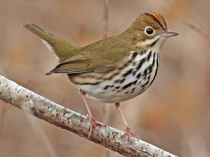 <p>ovenbird</p><p>loud ground bird <br>larger warbler <br>orange crown w/ black margins </p>