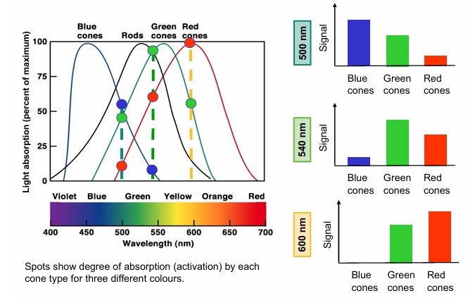 <p>Each colour has unique ratio of absorption. Many colours are represented with only three cone types</p>