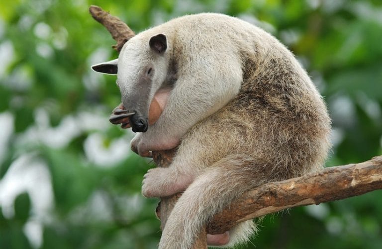 <p>Common Name: Southern Tamandua </p><p>Magnaorder: Xenarthra </p><p>Order: Pilosa</p><p>Family: Myrmecophagidae</p>