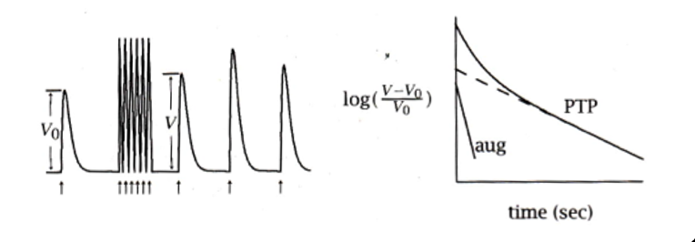 <ul><li><p><span>decays with two time constants—the faster decay, which takes several seconds is called <em><u>augmentation</u></em>, whereas the slow decay, which takes minutes, is called PTP.</span></p><ul><li><p><span>both augmentation and PTP are thought to result from an increase in the quantal content through an increase in Pr.</span></p></li></ul></li></ul><p></p>