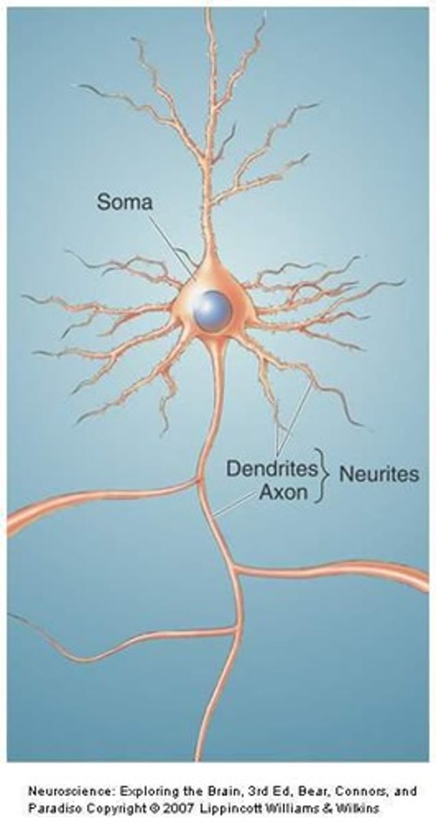 <p>Extensions from soma</p>