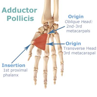 <p>adductor pollicis</p>