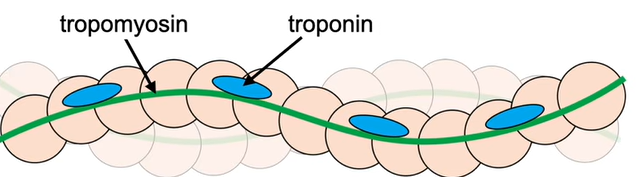 <p>-tropomyosin and troponin [proteins]</p><p>-binding sites for myosin heads</p>