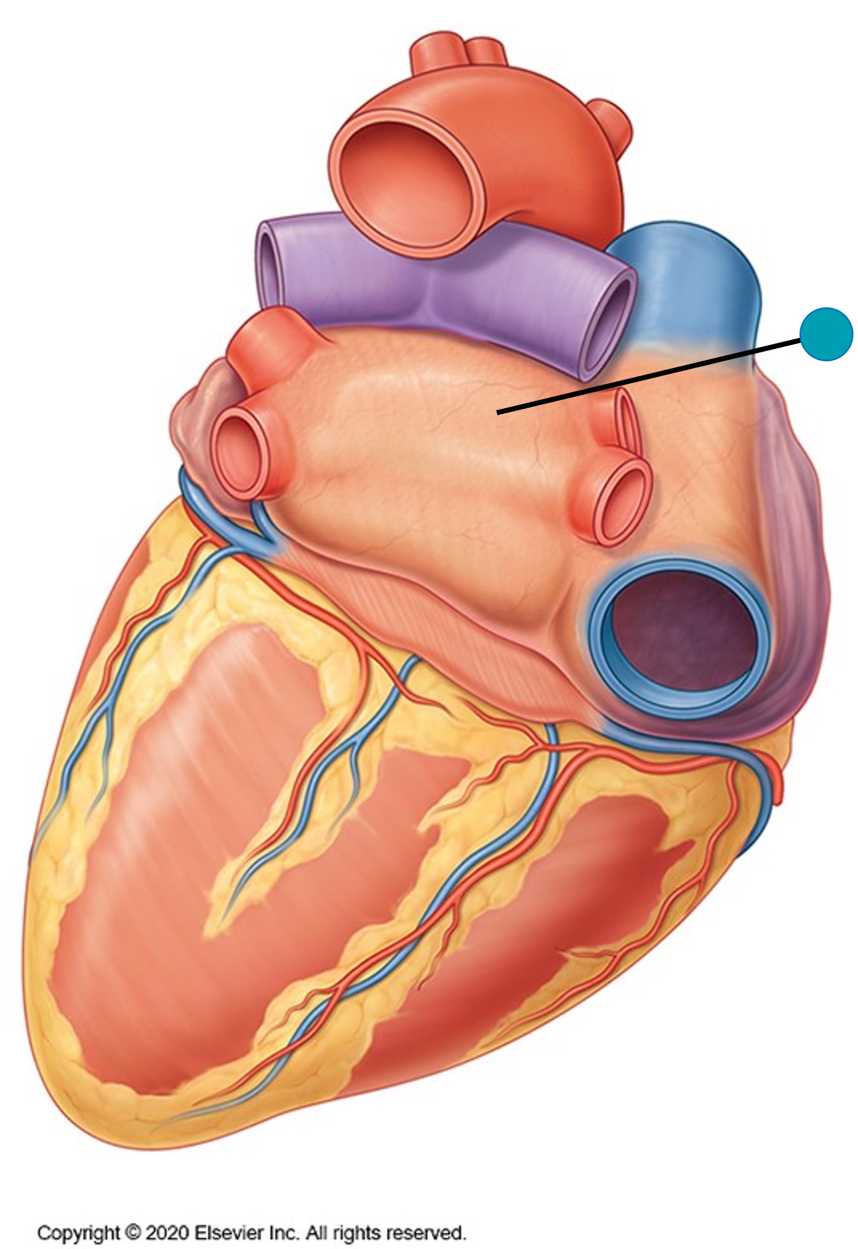 <p><span>The structure indicated by the blue pin is the:</span></p>